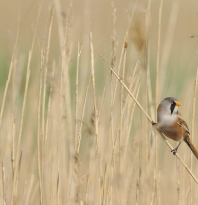 Grand comptage des oiseaux