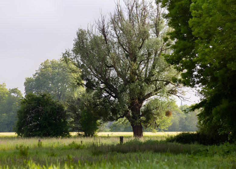 Paysage bocager dans le marais de l&rsquo;Orne et de la Noë.