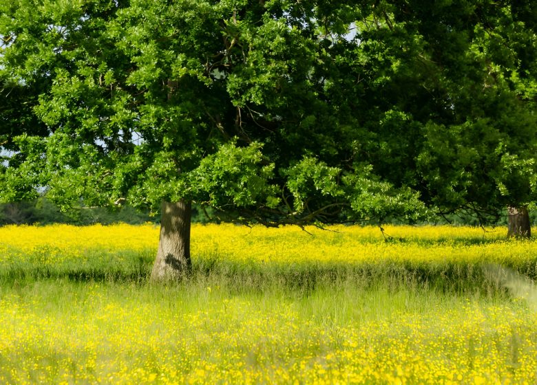 Arbres et prairies du bois du Caprice