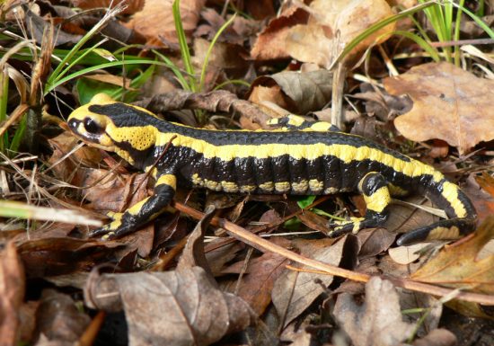 Salamandre tachetée, espèce protégée du bois du Caprice.