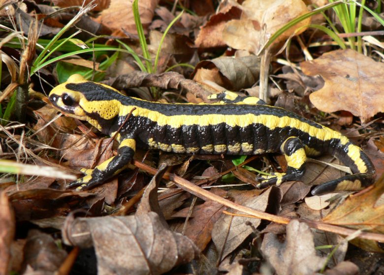 Salamandre tachetée, espèce protégée du bois du Caprice.