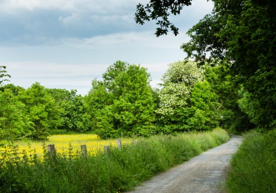 Sentier pédestre dans le bois du Caprice