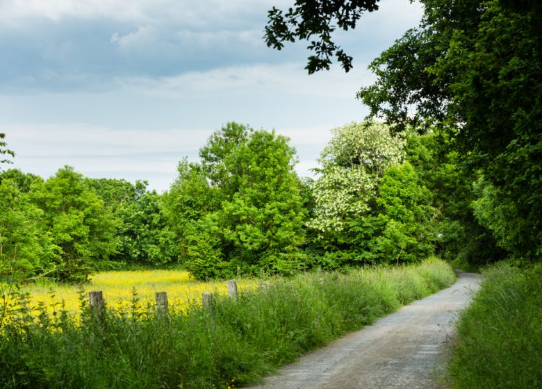 Sentier pédestre dans le bois du Caprice