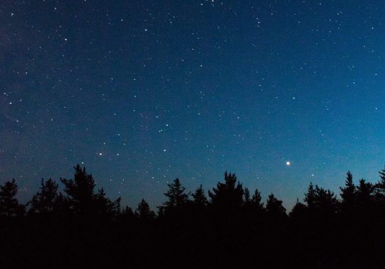 Forêt avec ciel étoilé