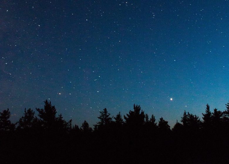Forêt avec ciel étoilé