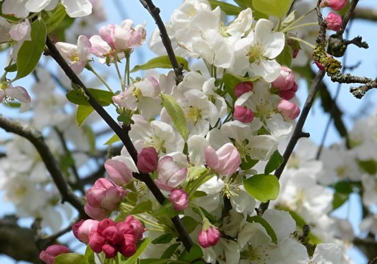 calvados-christian-drouin-ok-7-1528721557