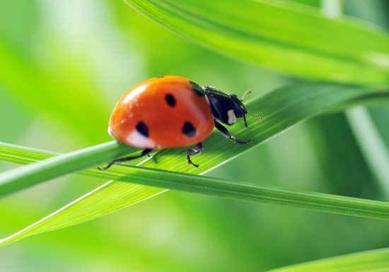 Coccinelle, emblème du jardin botanique de Caen
