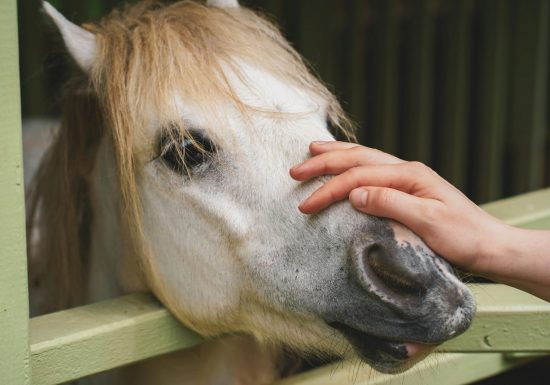 Equicoaching