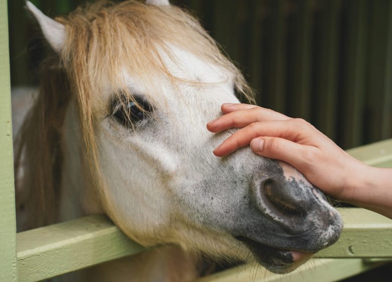 Equicoaching