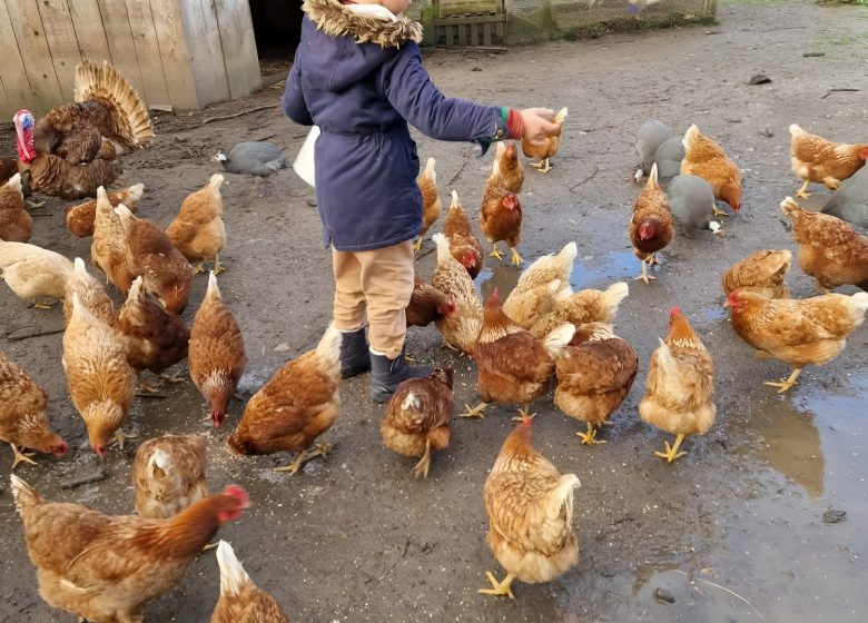 Poules