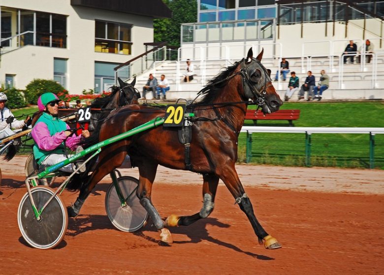 Trotteur à l'Hipprodrome de Caen en Normandie