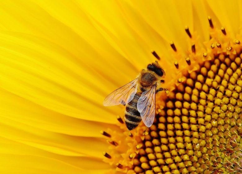 Balade à la découverte des plantes sauvages et comestibles