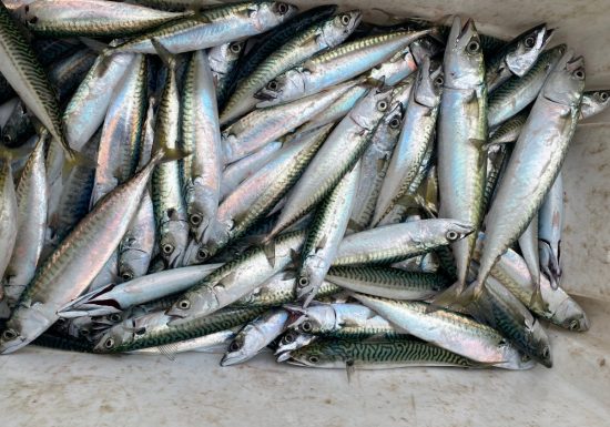 le-poseidon-maquereaux