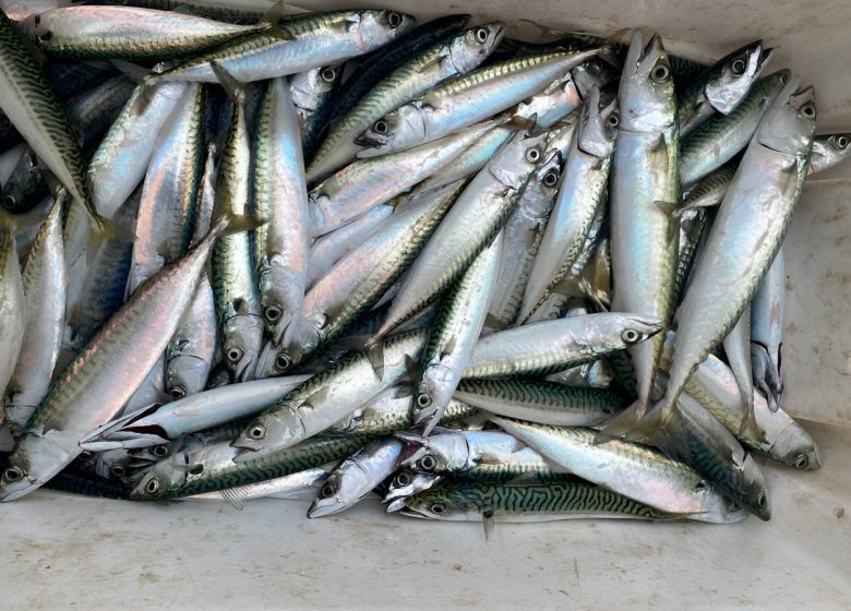 Maquereaux pêchés à bord du Poséidon