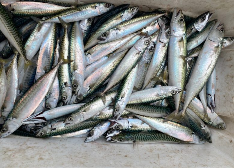 Le Poséidon Pêche en mer à Ouistreham en Normandie