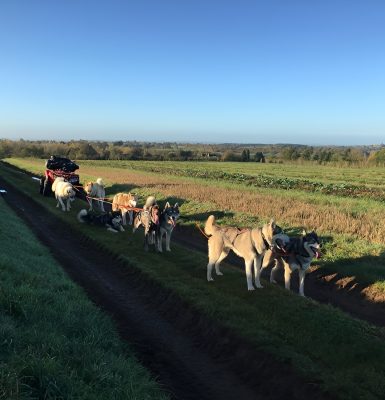 Will to go Park – Parc de loisirs canin