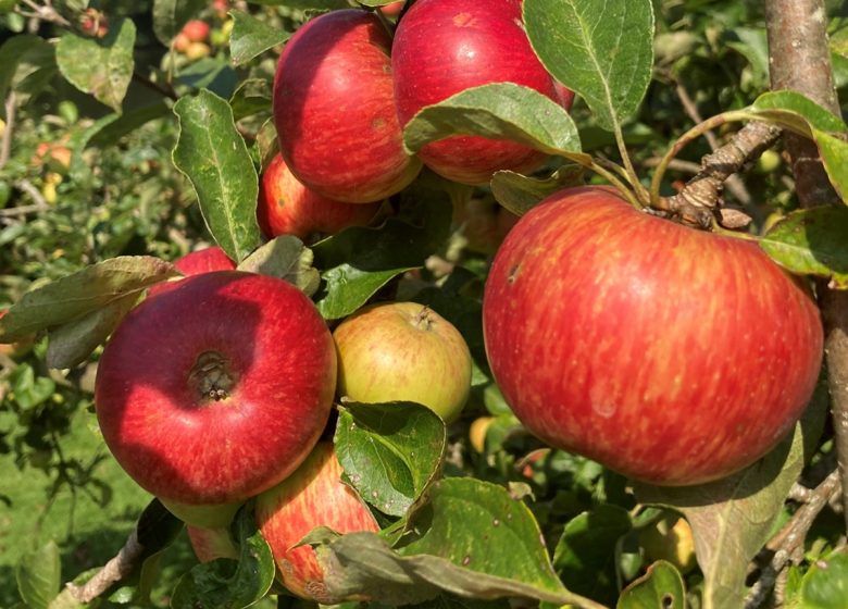 les-pommes-2
