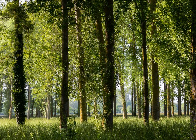 Peupleraie du marais de l&rsquo;Orne et de la Noë.