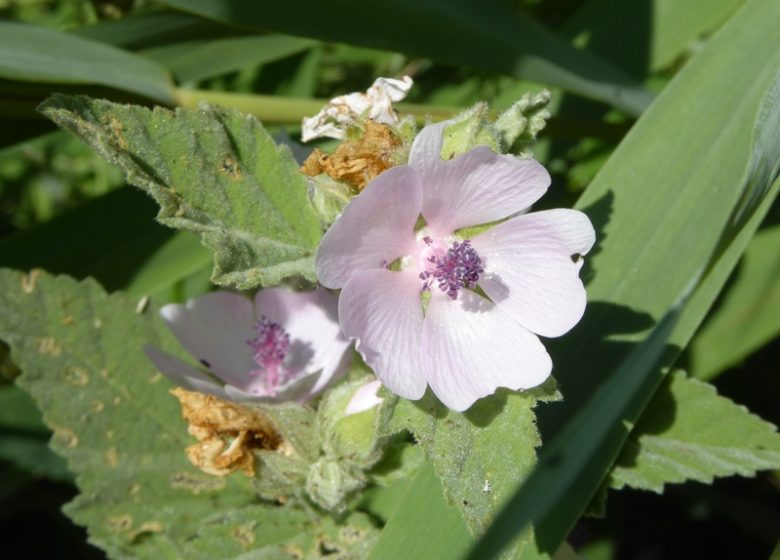 Fleur de guimauve – Plantes médicinales