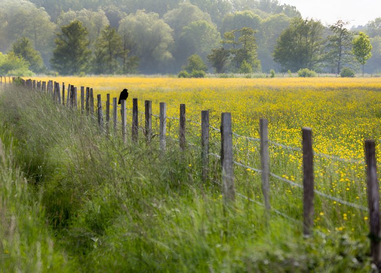 Prairie fleurie dans le marais de l&rsquo;Orne et de la Noë.