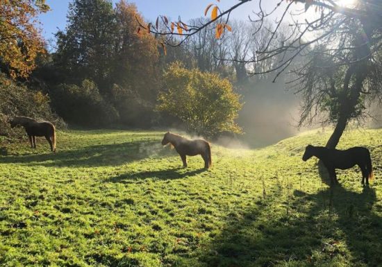 Rencontre avec le troupeau, en plein coeur de la nature à Gonneville-sur-Mer