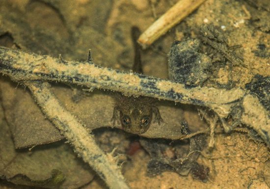 salamandre – ENS Bois du Caprice – Mai 2021