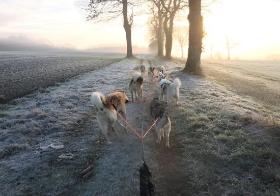 Chiens de traineaux à Condé-en-Normandie – Calvados
