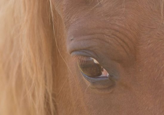 Sous le regard d&rsquo;un cheval
