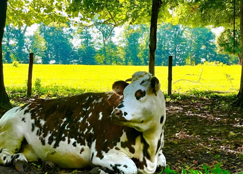 Vache normande