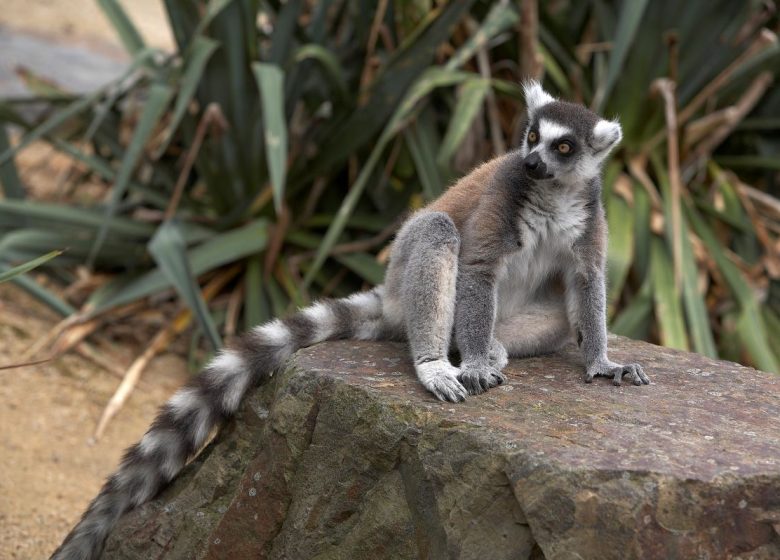 zoo-de-champrepus-lemurien