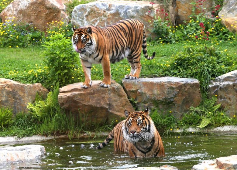 zoo-de-champrepus-tigre-dans-eau